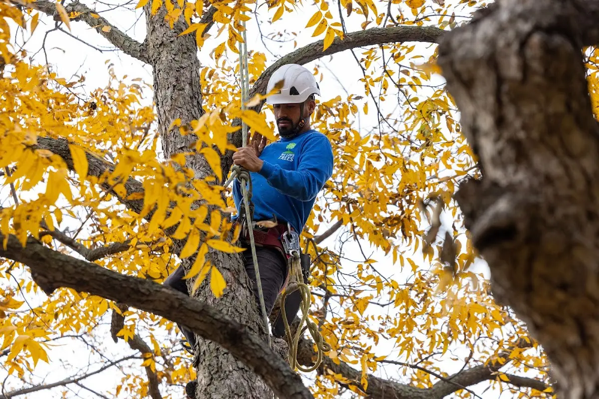 Skilled Tree Pruning crew working in Arkville