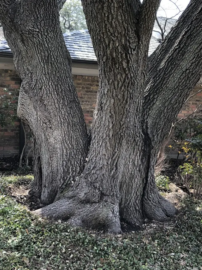 Mature heritage tree close to a Arkville property cared for by certified arborists